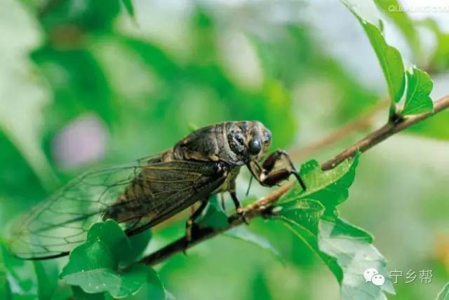 湖南乡村记实《童年杂记——虫伴》，值得一读！