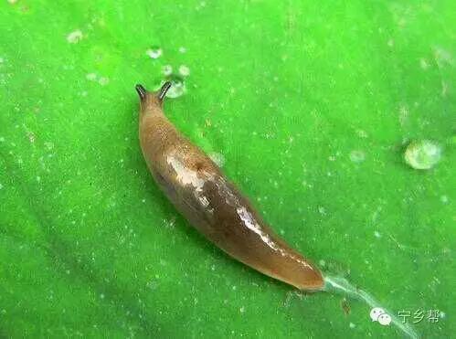 湖南乡村记实《童年杂记——虫伴》，值得一读！