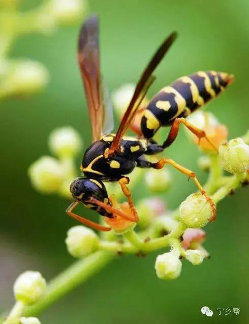 湖南乡村记实《童年杂记——虫伴》，值得一读！