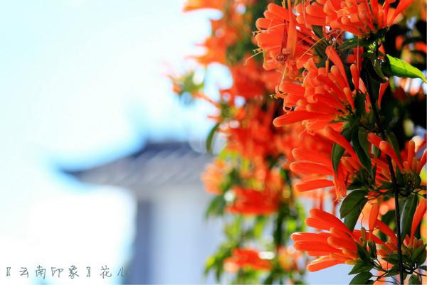 人生若只如初见在广州,人生若只如初见云南