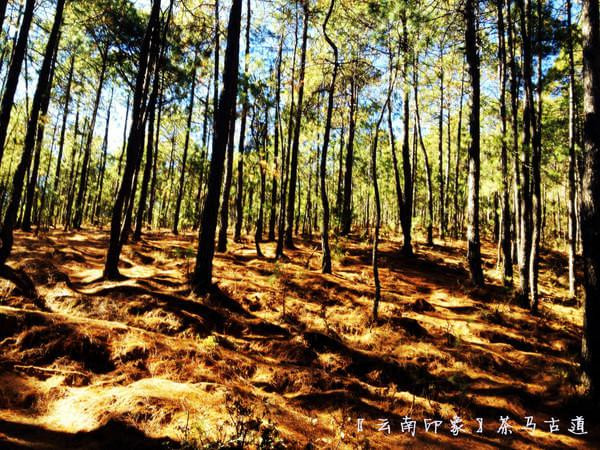 人生若只如初见在广州,人生若只如初见云南