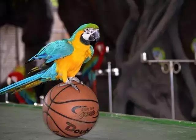 太原投资2000万风情文化节！引来50万只萤火虫！20万只蝴