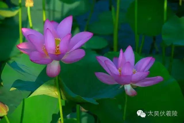 淮阳龙湖荷花视频,淮阳龙湖看荷花