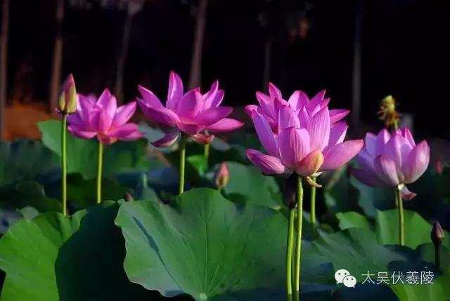 淮阳龙湖荷花视频,淮阳龙湖看荷花