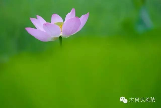 淮阳龙湖荷花视频,淮阳龙湖看荷花