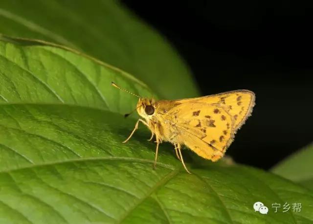 湖南乡村记实《童年杂记——虫伴》，值得一读！