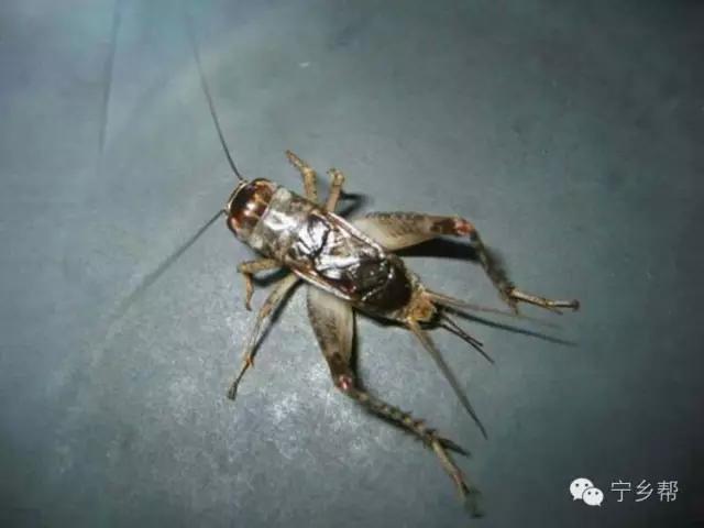 湖南乡村记实《童年杂记——虫伴》，值得一读！