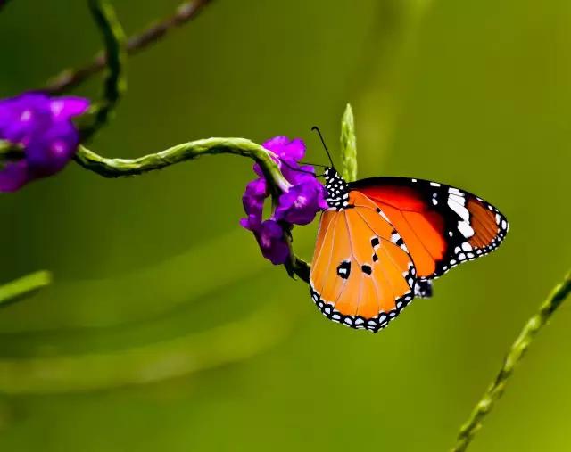 太原惊现史上最虐心的蝶萤文化节！爱我就带我去与蝶共舞、与萤作
