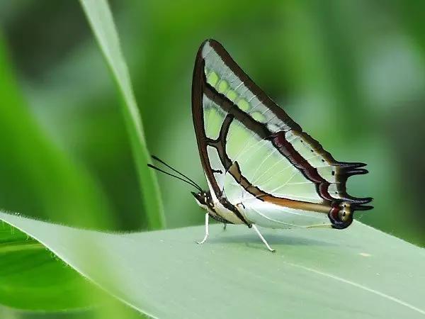 太原惊现史上最虐心的蝶萤文化节！爱我就带我去与蝶共舞、与萤作