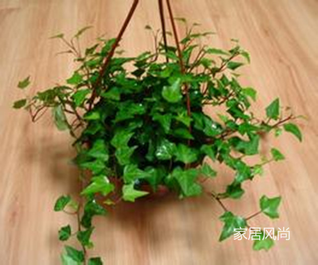 孕妇可以养净化空气的室内植物,室内适合孕妇净化空气的植物