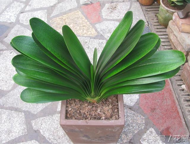 君子兰养好多年不开花怎么回事,君子兰养了几年不开花怎么回事