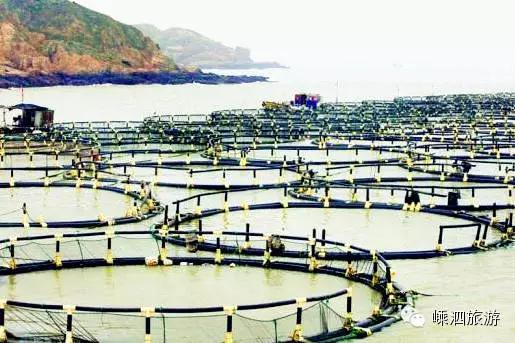 嵊泗野生大黄鱼价格,舟山鲜爆大黄鱼