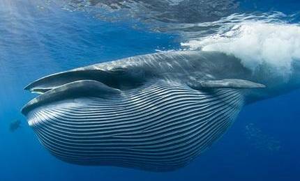 可爱的小鲸鱼简笔画图片大全,梦幻大鲸鱼简笔画怎么画