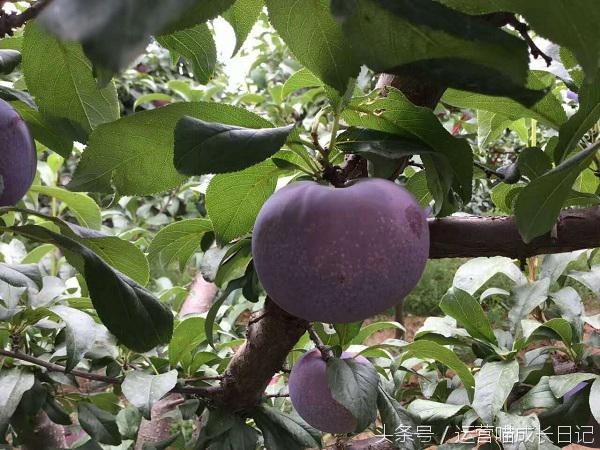 三无微商化妆品面膜,三无产品面膜微商