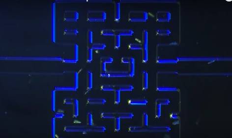 居然有人收集了一群微生物来玩《吃豆人》