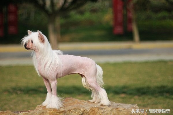 中国犬种第二弹这是属于它们的帅气