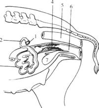 猪胚胎发育及体内激素变化,猪胚胎发育对应表