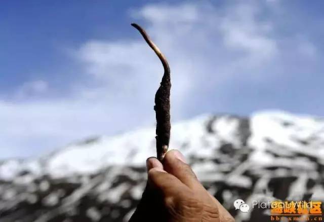 冬虫夏草缘何如此珍贵,冬虫夏草值得捡吗