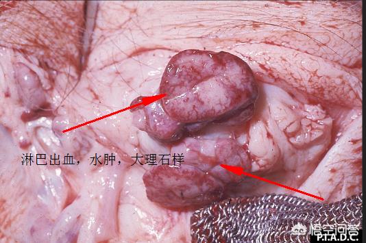 非洲猪瘟的具体临床症状和病理病变「多图」