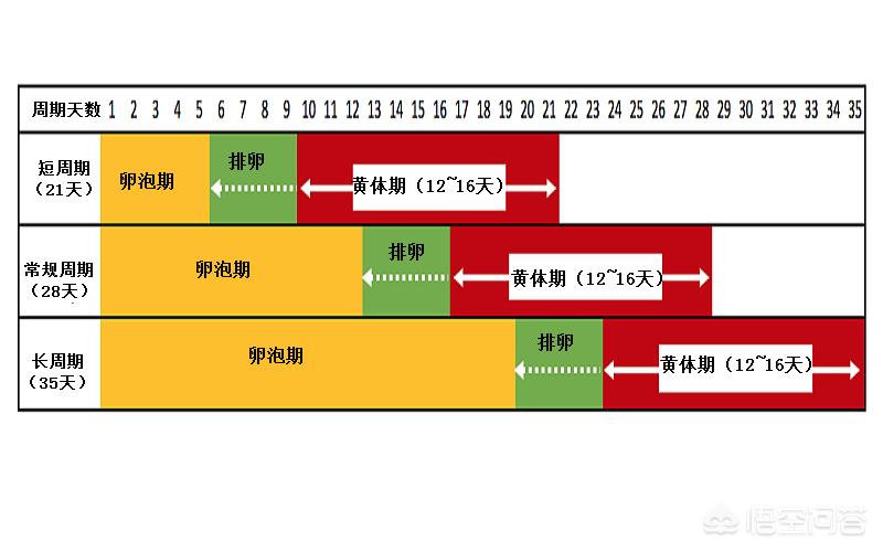 一个生理周期可以排两次卵吗,生理周期40天左右怎么算排卵