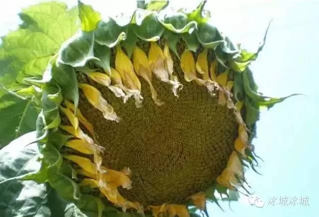 吉林人看到肯定淌哈喇子！这些好东西可能老多年没吃到了