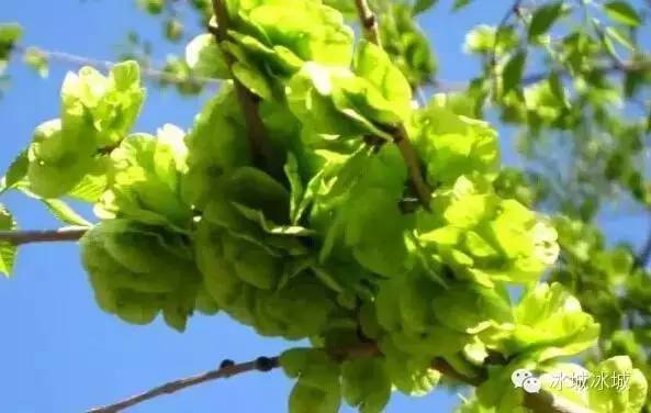 吉林人看到肯定淌哈喇子！这些好东西可能老多年没吃到了