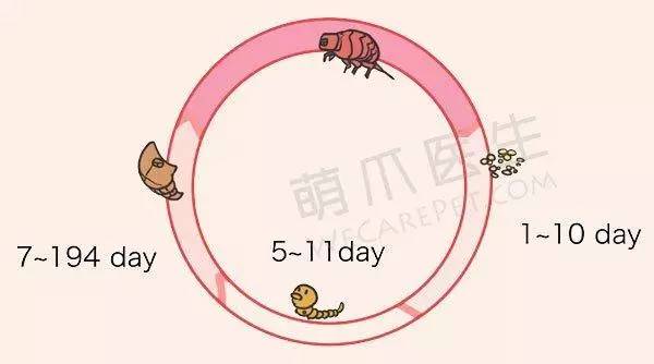 宠物驱跳蚤最有效的方法,自己在家怎么给宠物除蚤