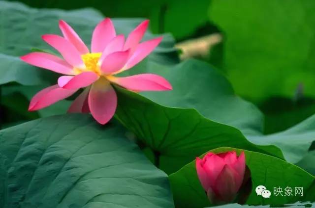 河南赏荷花旅游好去处,河南最美荷花是哪里的景点