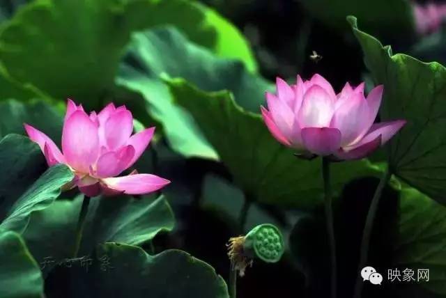 河南赏荷花旅游好去处,河南最美荷花是哪里的景点