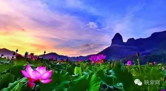 河南赏荷花旅游好去处,河南最美荷花是哪里的景点