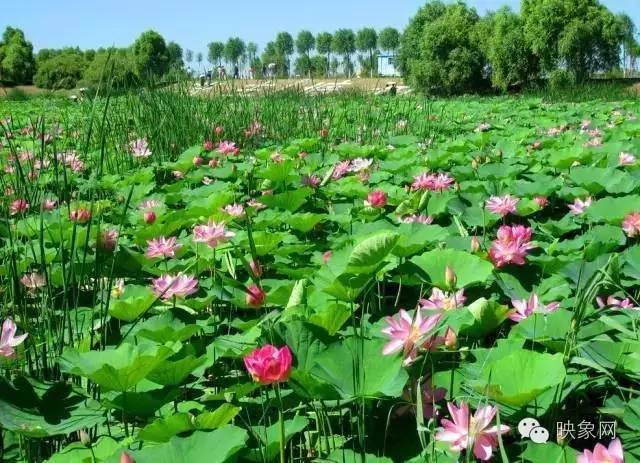 河南赏荷花旅游好去处,河南最美荷花是哪里的景点