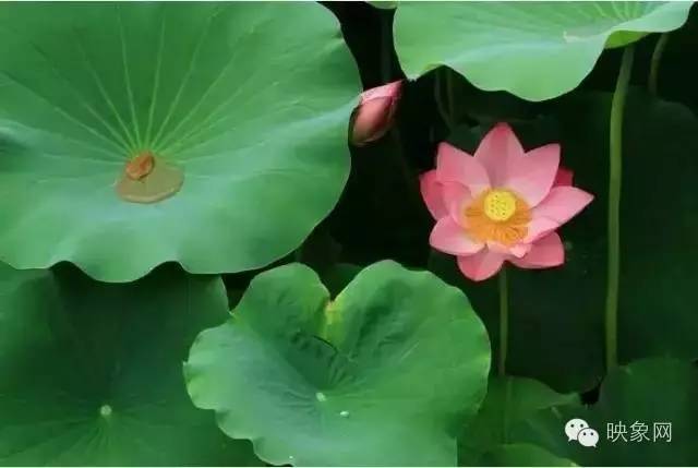 河南赏荷花旅游好去处,河南最美荷花是哪里的景点