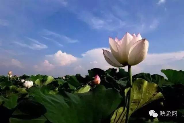 河南赏荷花旅游好去处,河南最美荷花是哪里的景点