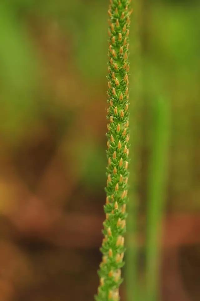 古人吃什么？《诗经》蔬果志：你现在还在采的芣苡