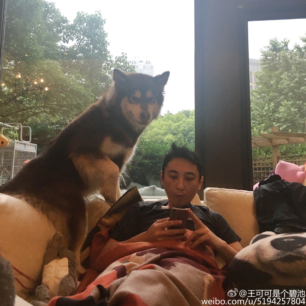 王思聪宠物狗链子,王思聪给爱犬戴项链