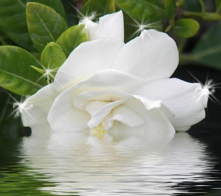 七夕节送栀子花,七夕有栀子花吗