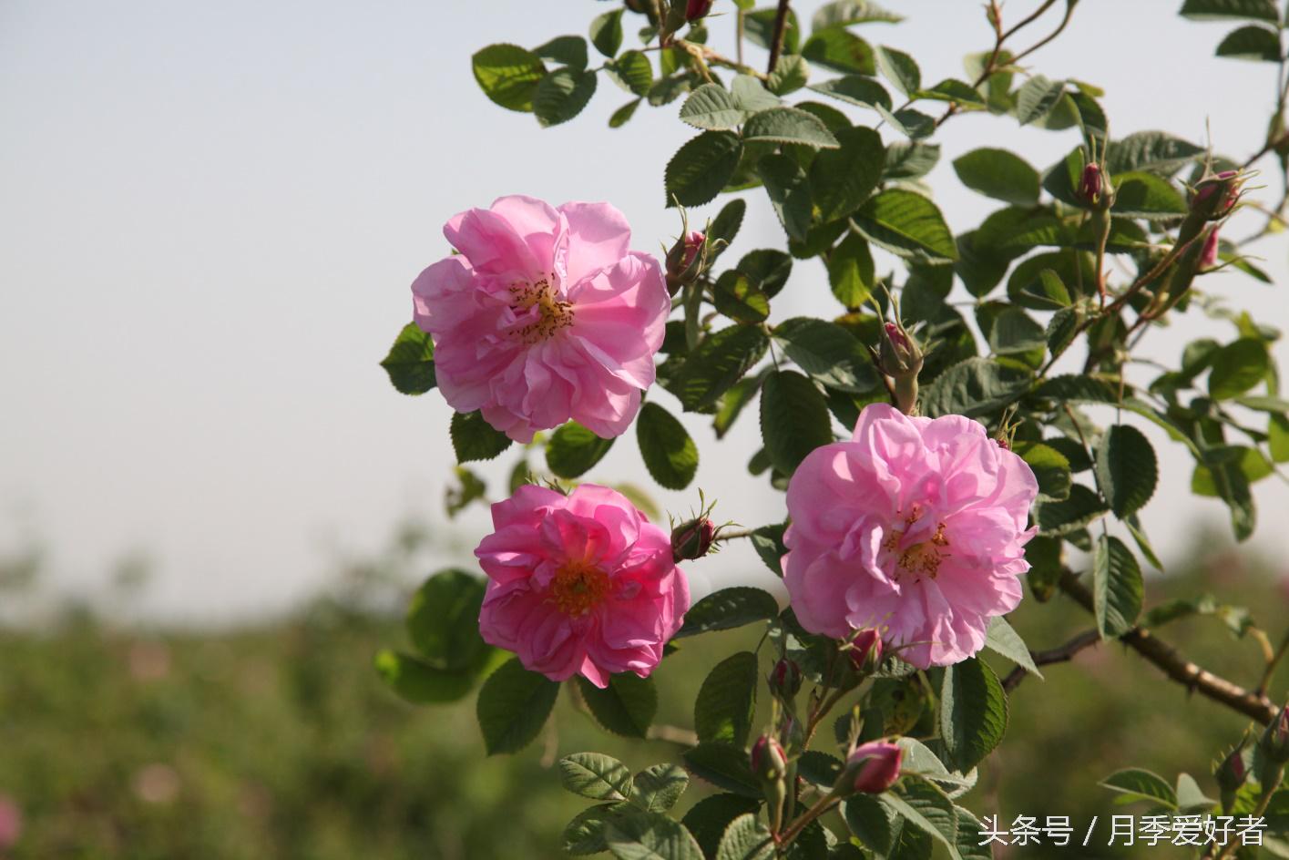 爬墙玫瑰月季与蔷薇区别,蔷薇和玫瑰都属于月季吗