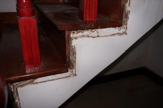 上河城白蚁成灾联名上书谁来管？春夏之际白蚁防治刻不容缓