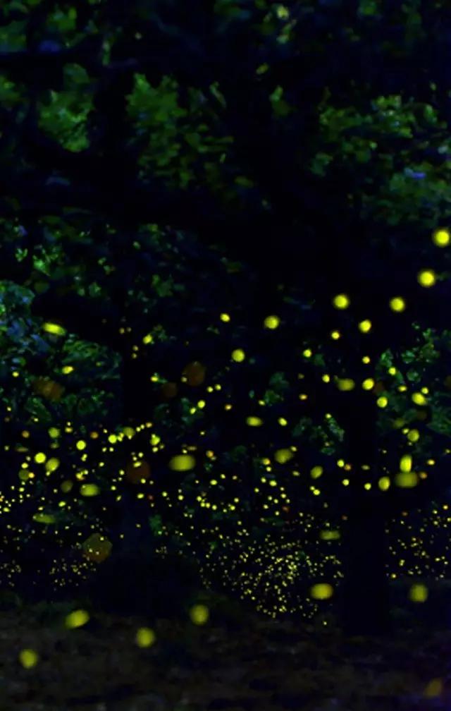 太原投资2000万风情文化节！引来50万只萤火虫！20万只蝴