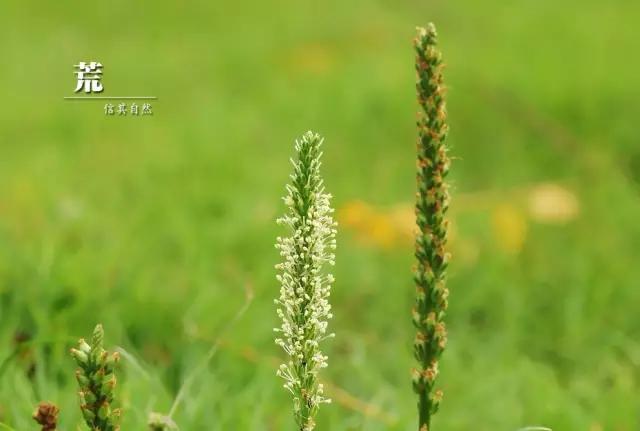 古人吃什么？《诗经》蔬果志：你现在还在采的芣苡