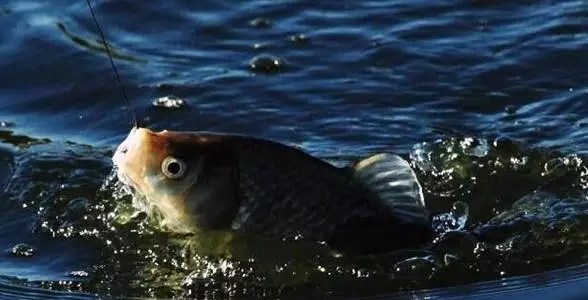 决定新手渔获的八个垂钓要点,垂钓经验技巧进阶