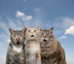 现在都还不知道？身边生物的寿命（饲养编）