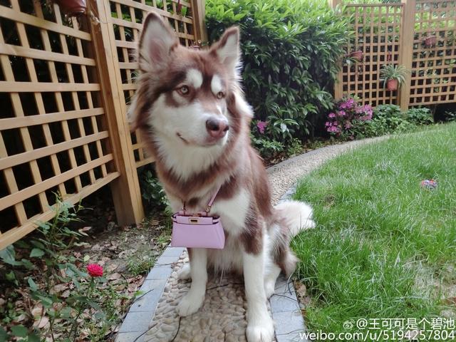 王思聪宠物狗链子,王思聪给爱犬戴项链