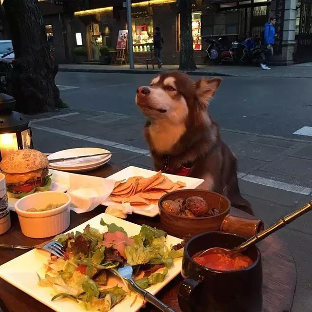 王思聪宠物狗链子,王思聪给爱犬戴项链