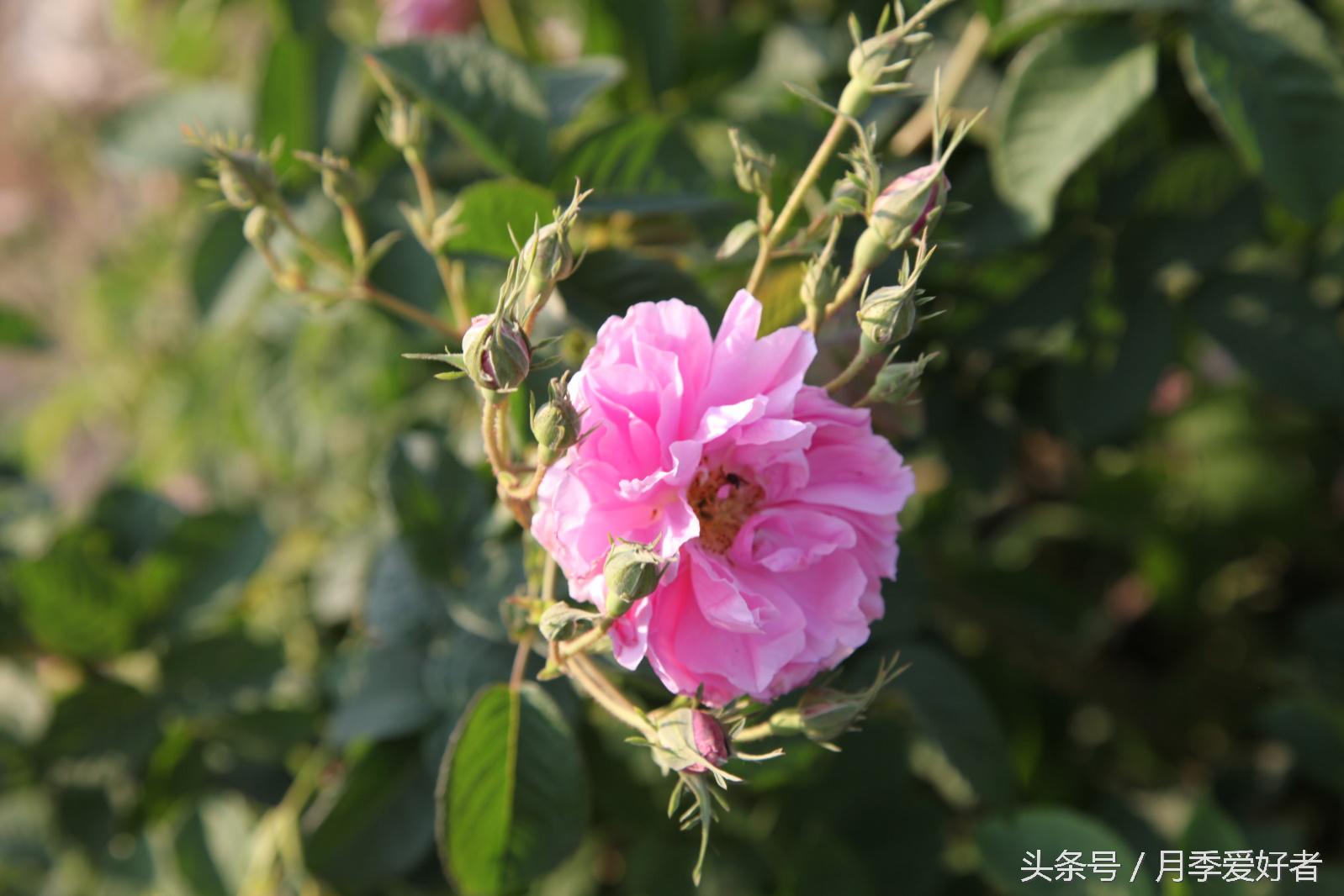 爬墙玫瑰月季与蔷薇区别,蔷薇和玫瑰都属于月季吗