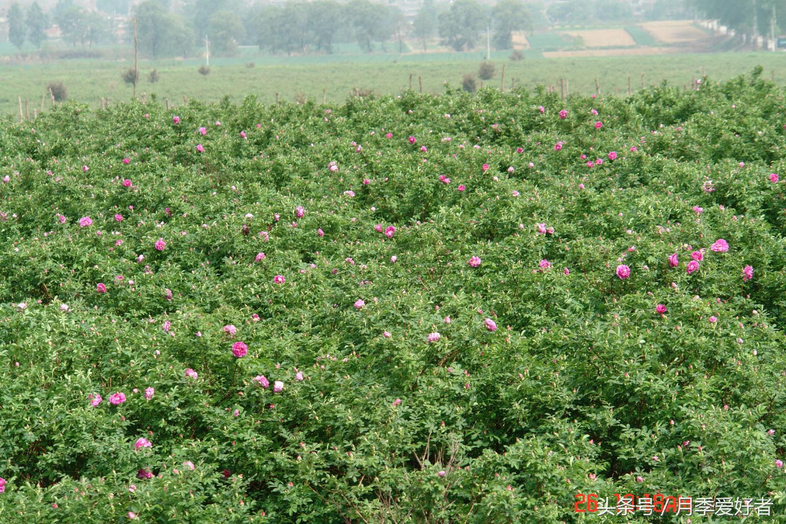 爬墙玫瑰月季与蔷薇区别,蔷薇和玫瑰都属于月季吗