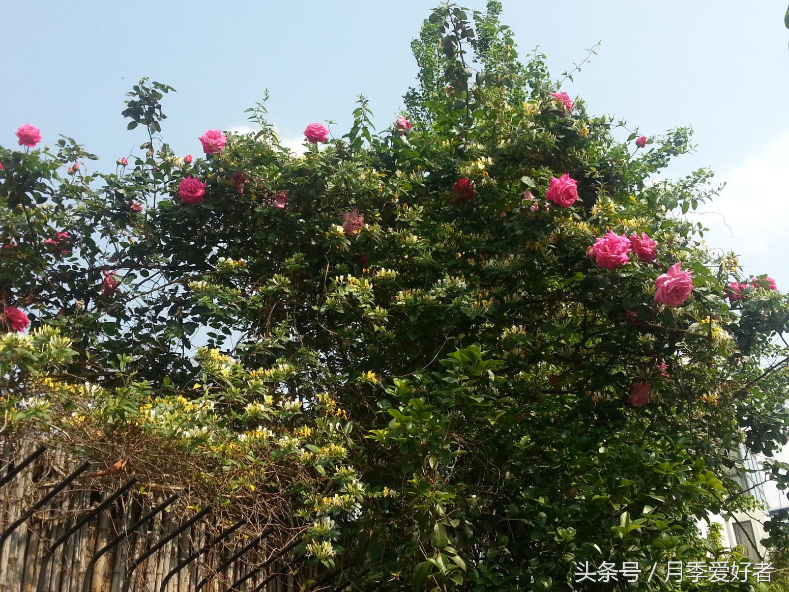 爬墙玫瑰月季与蔷薇区别,蔷薇和玫瑰都属于月季吗