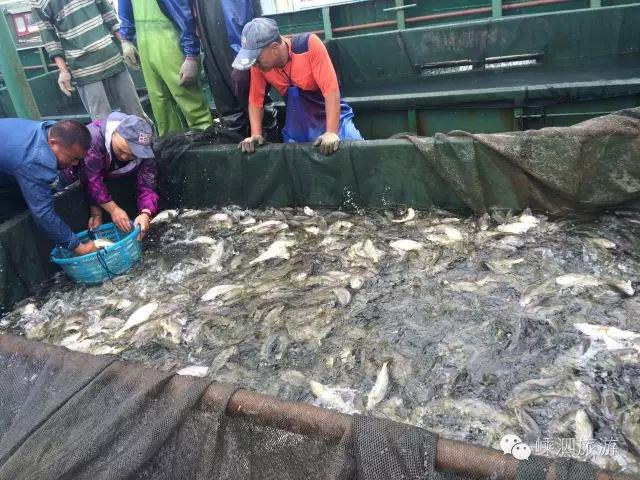 嵊泗野生大黄鱼价格,舟山鲜爆大黄鱼