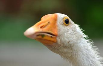 现在都还不知道？身边生物的寿命（饲养编）