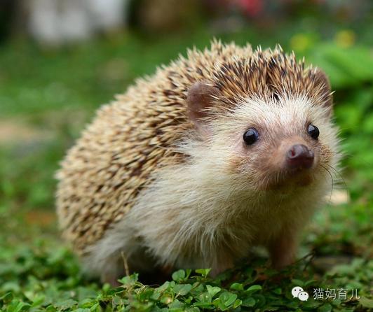 兔子与刺猬童话故事简笔画,小鸡球球和小刺猬简笔画